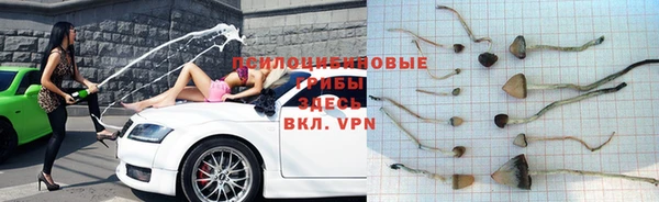 PSILOCYBIN Новодвинск